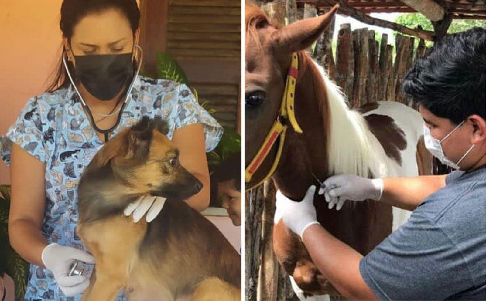 Montagem mostra o casal de veterinários cuidando de cachorro e cavalo