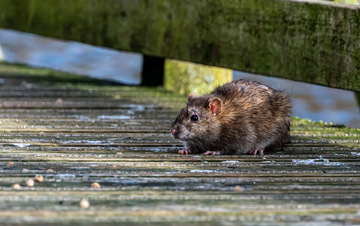 Doença tem alto nível de transmissão pela urina de roedores