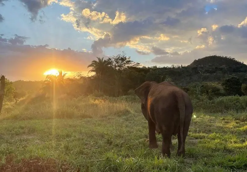 A elefanta Lady olhando para o horizonte em um campo