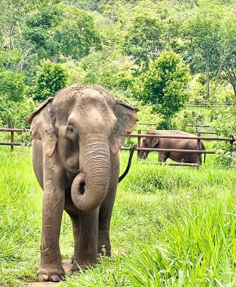 Elefanta Lady na mata com outra elefanta ao fundo