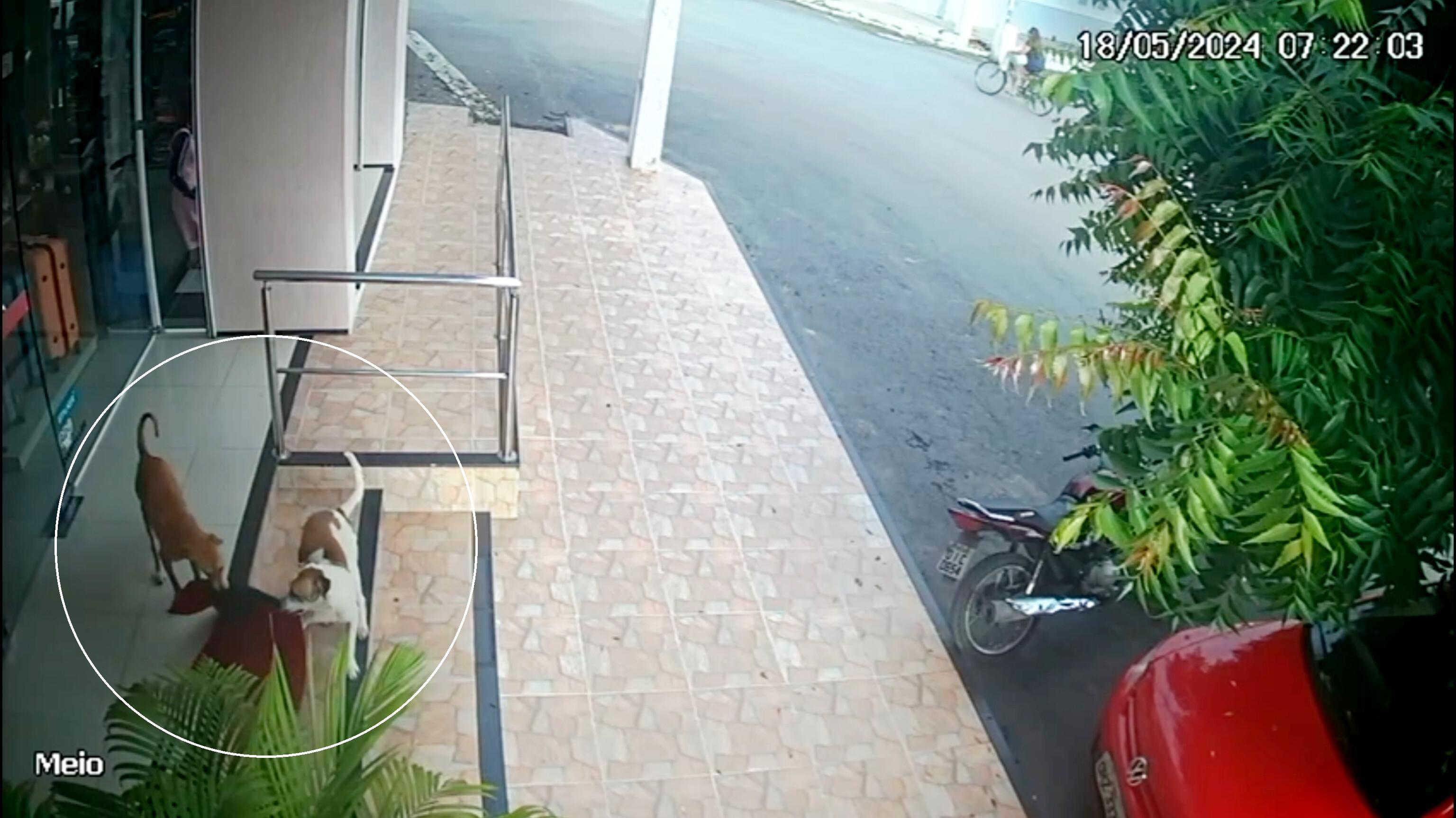 Animais levaram tapete juntos