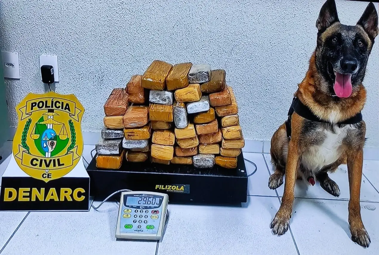 Droga encontrada por cão