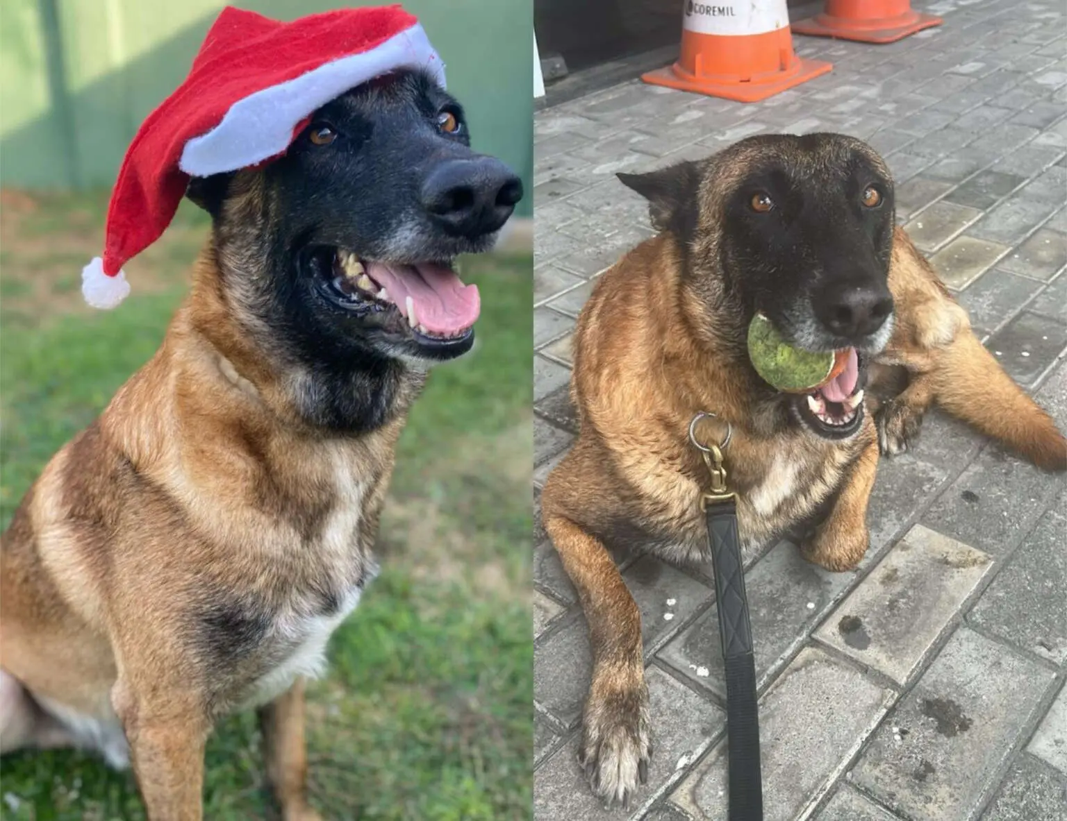 Shiryu em momento de descontração no canil