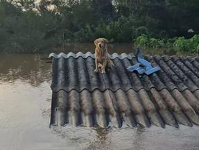 Com a enchente no Rio Grande do Sul, animais também estão sendo resgatados