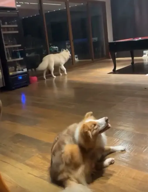 Animais na fazenda da dupla Henrique e Juliano