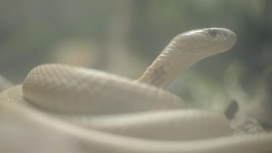 Cobra aja no Instituto Butantan