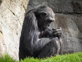 Mãe chimpanzé se recusa a soltar filhote morto há três meses em zoo na Espanha