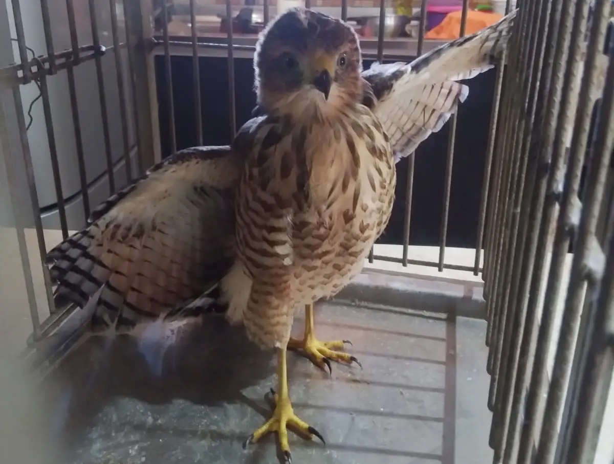 Filhote de gavião foi encontrado no Itaperi