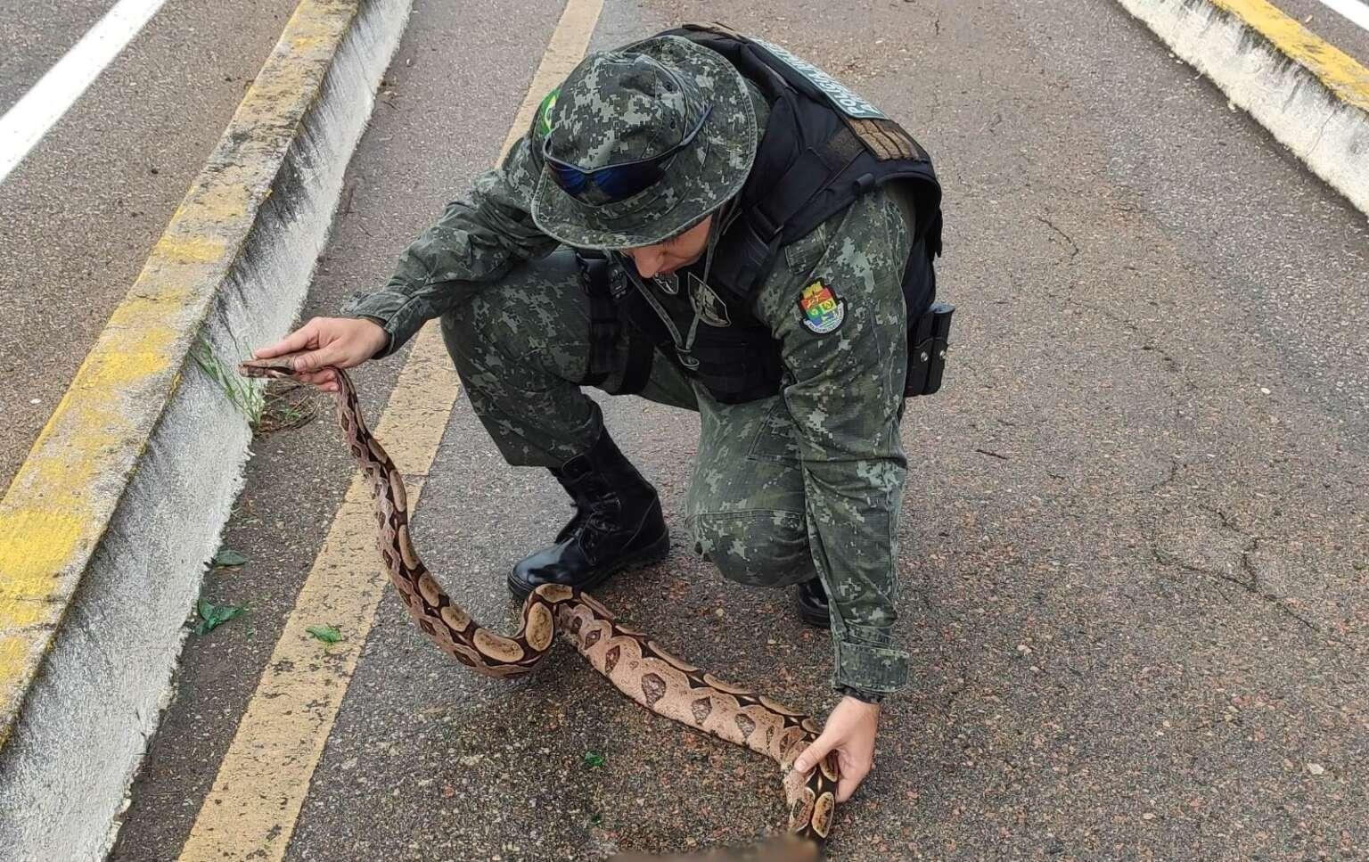 A cobra foi resgatada em uma rodovia