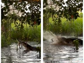sucuri e jacaré brigando em rio no pantanal