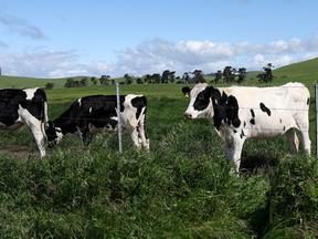 3º caso de gripe aviária nos EUA foi registrado em uma fazenda de vacas leiteiras