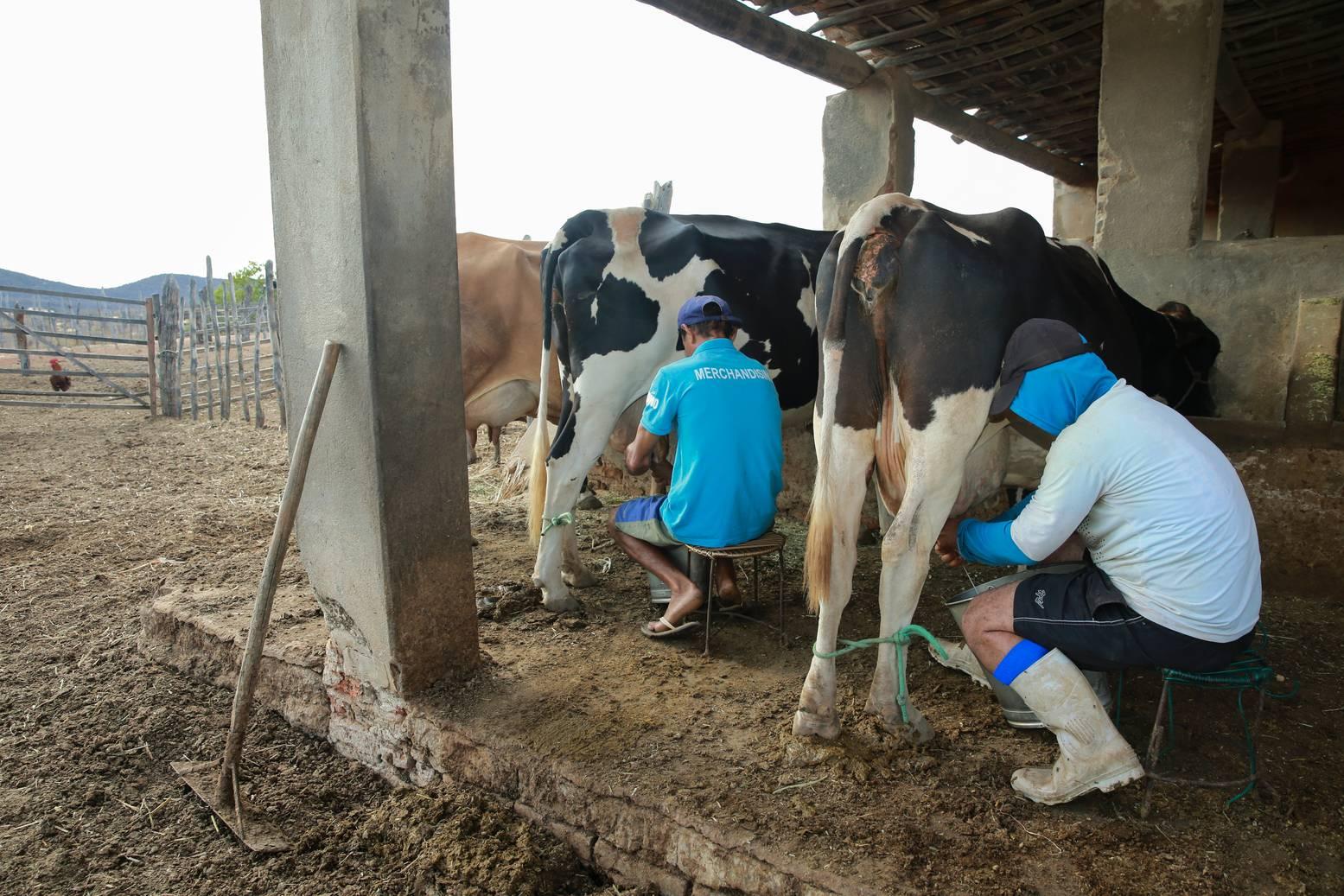Ordenha de vacas-leiteiras no Vale do Jaguaribe