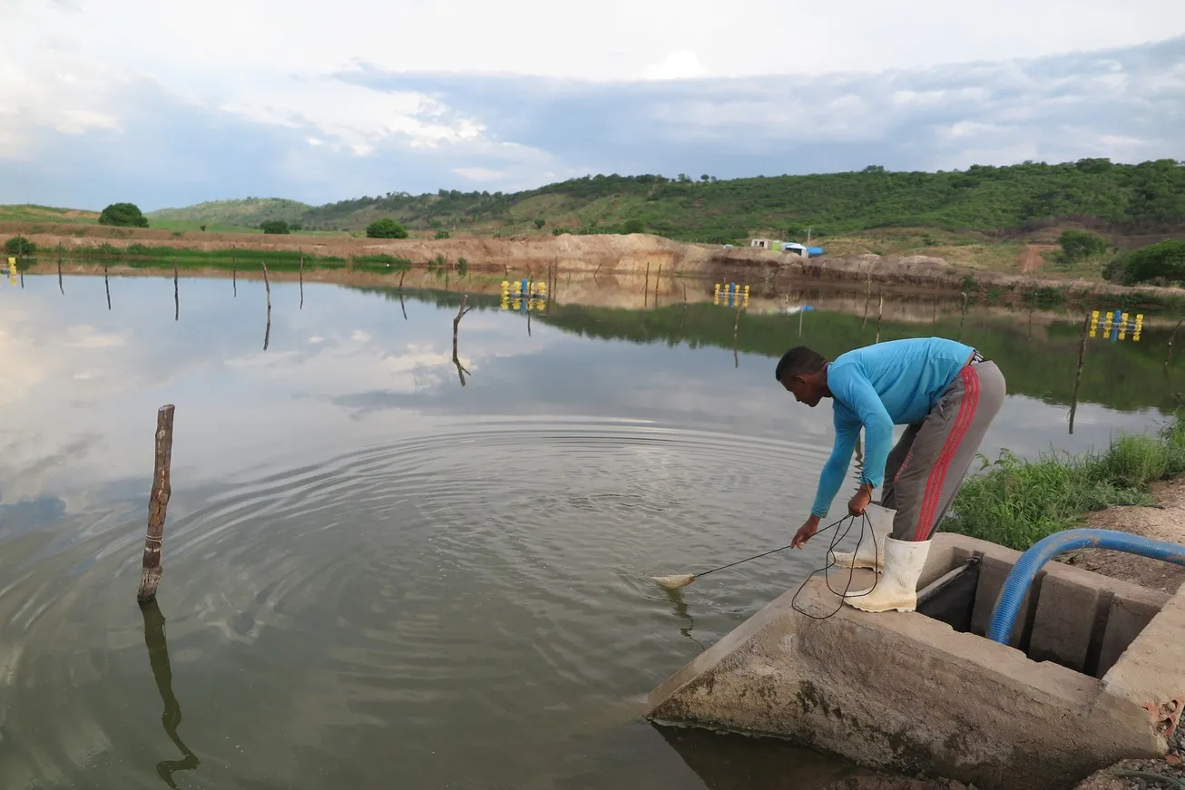 Criação de camarão em Iguatu, no Centro-Sul do Ceará. Interior do estado e micro e pequenos produtores são os principais criadores de camarão no Estado
