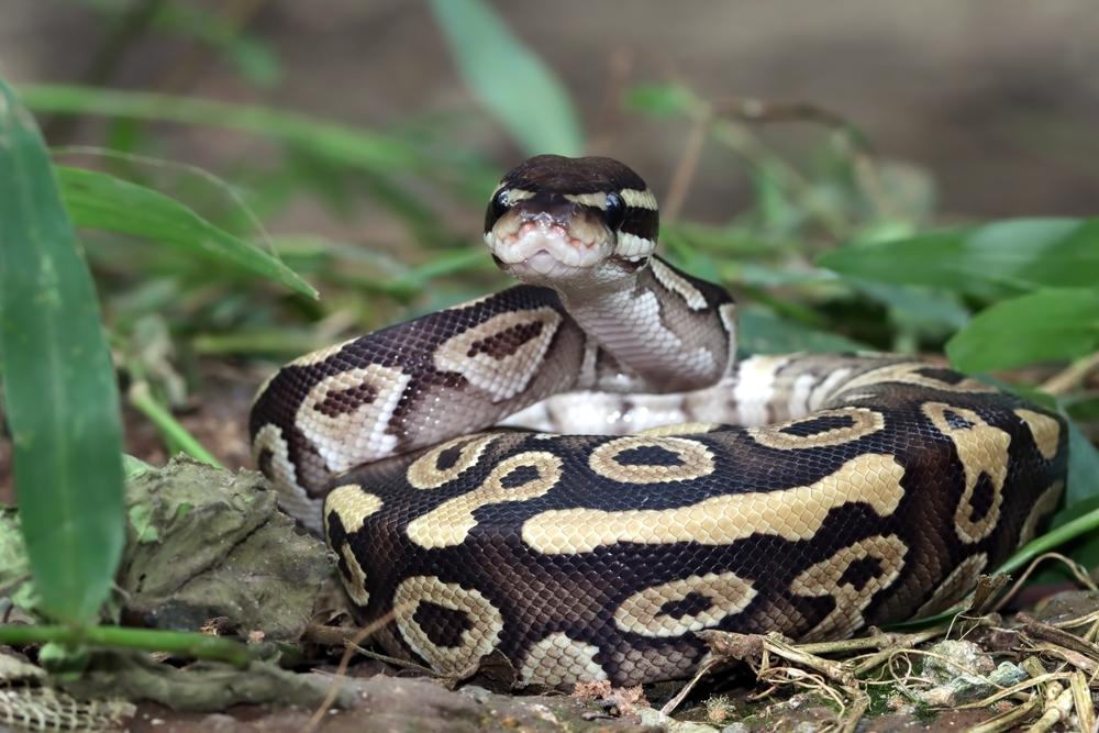 Cobra píton enrolada e com a cabeça em pé