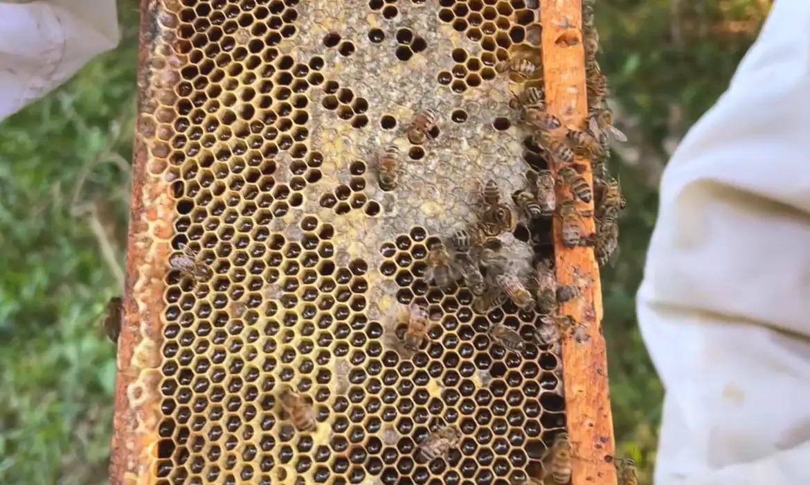 Favo de mel de abelha
