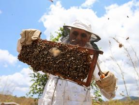 Produção de mel de abelha 2