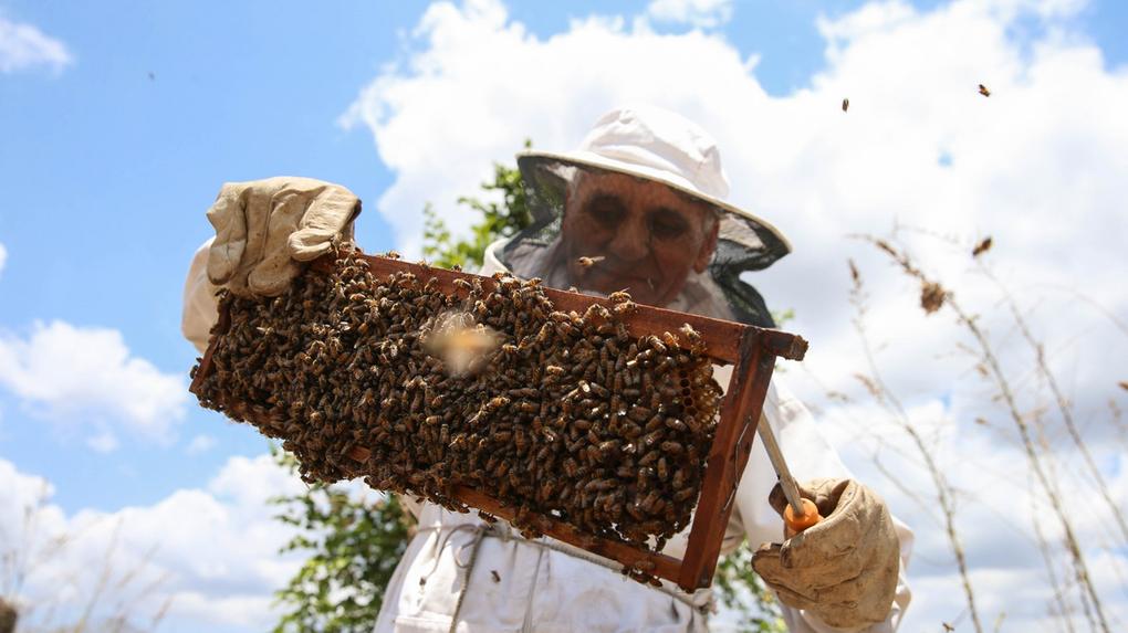 Produção de mel de abelha 2