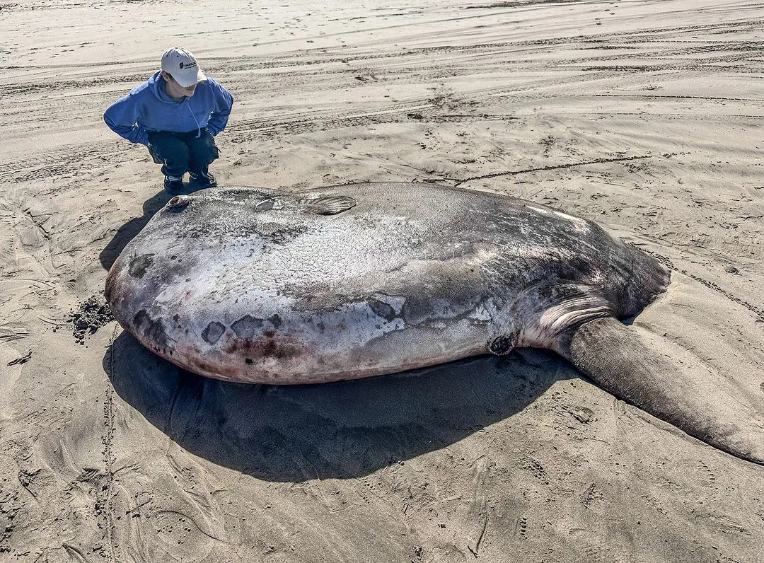 Animal foi encontrado na praia Gearhart, ao norte de Seaside, Oregon.