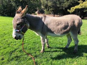 Perry, abreviação de Péricles, está no pasto do parque Barron Donkeys desde 1997