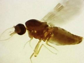 Mosquito Culicoides paraenses, popularmente conhecido como maruim ou mosquito-pólvora. Ministério da Saúde investiga quatro mortes suspeitas por Febre Oropouche; conheça doença e sintomas