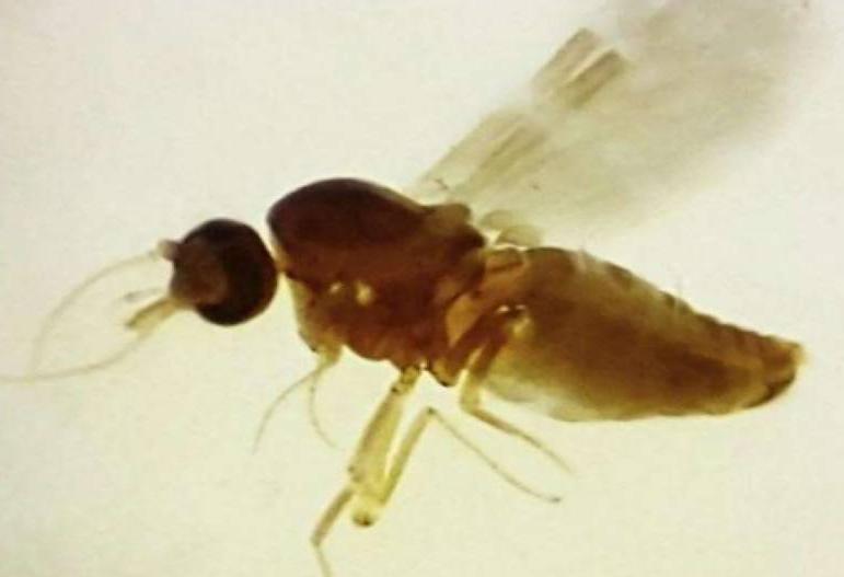 Mosquito Culicoides paraenses, popularmente conhecido como maruim ou mosquito-pólvora. Ministério da Saúde investiga quatro mortes suspeitas por Febre Oropouche; conheça doença e sintomas