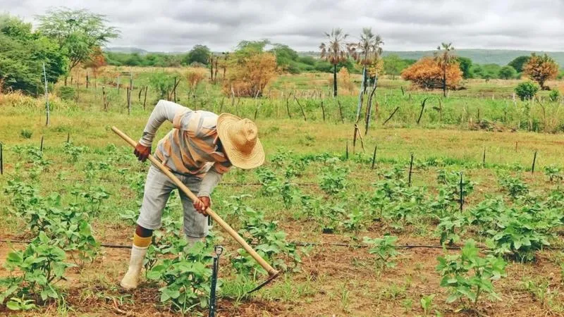 Setor da agricultura perde quase 200 mil trabalhadores no Ceará em 11 anos