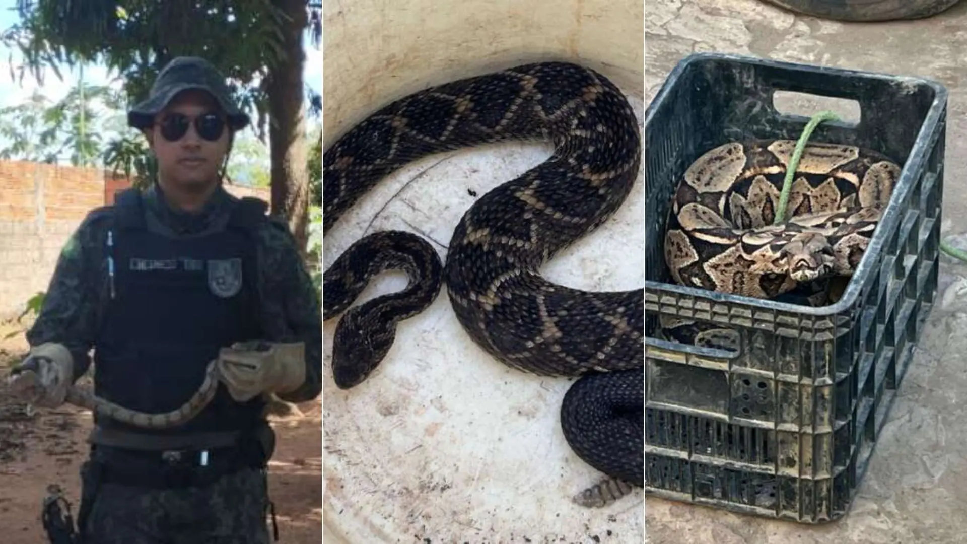 Polícia resgata duas jiboias e uma cascavel em ações no Interior do Ceará