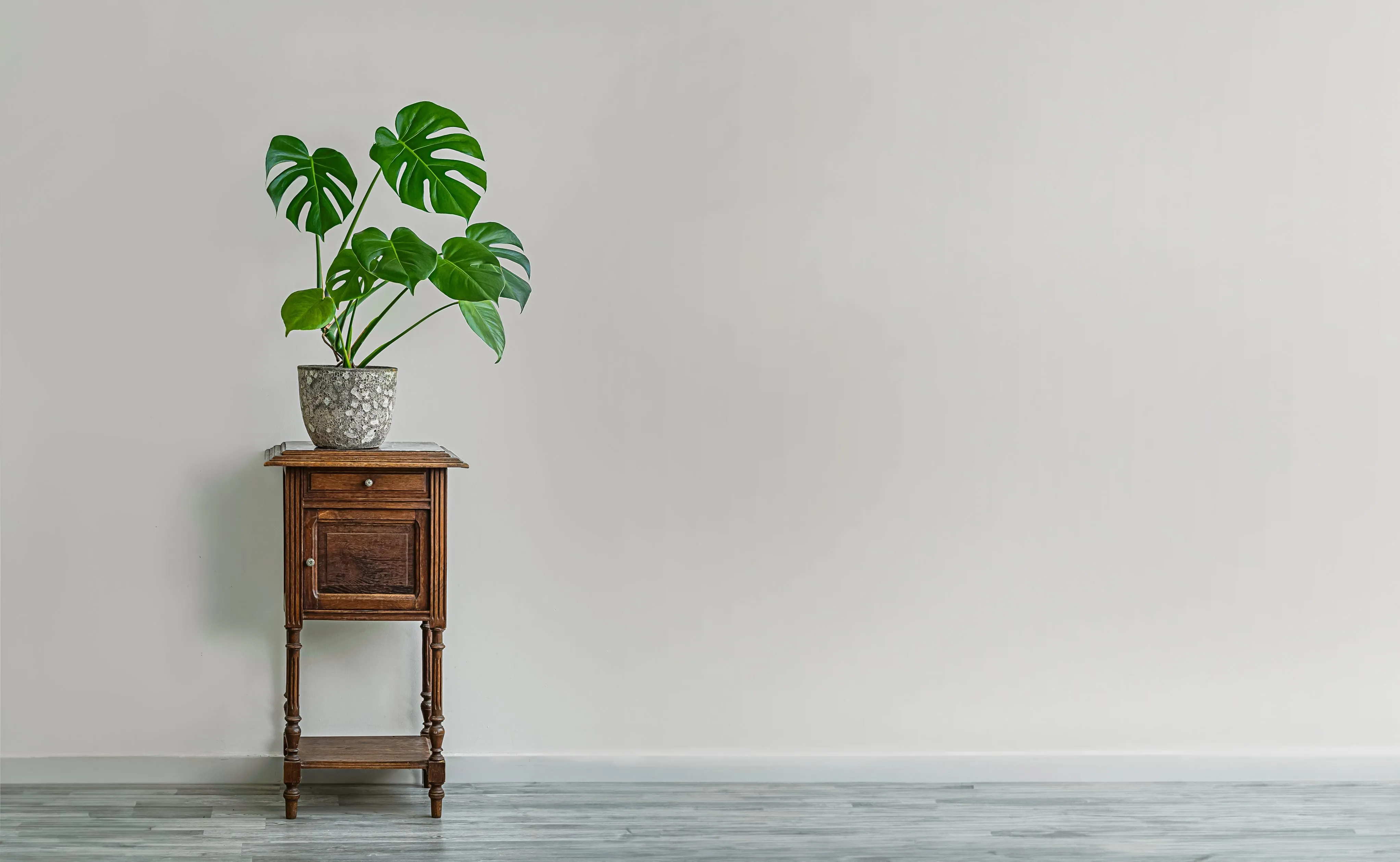 O nome científico da costela-de-adão é Monstera deliciosa