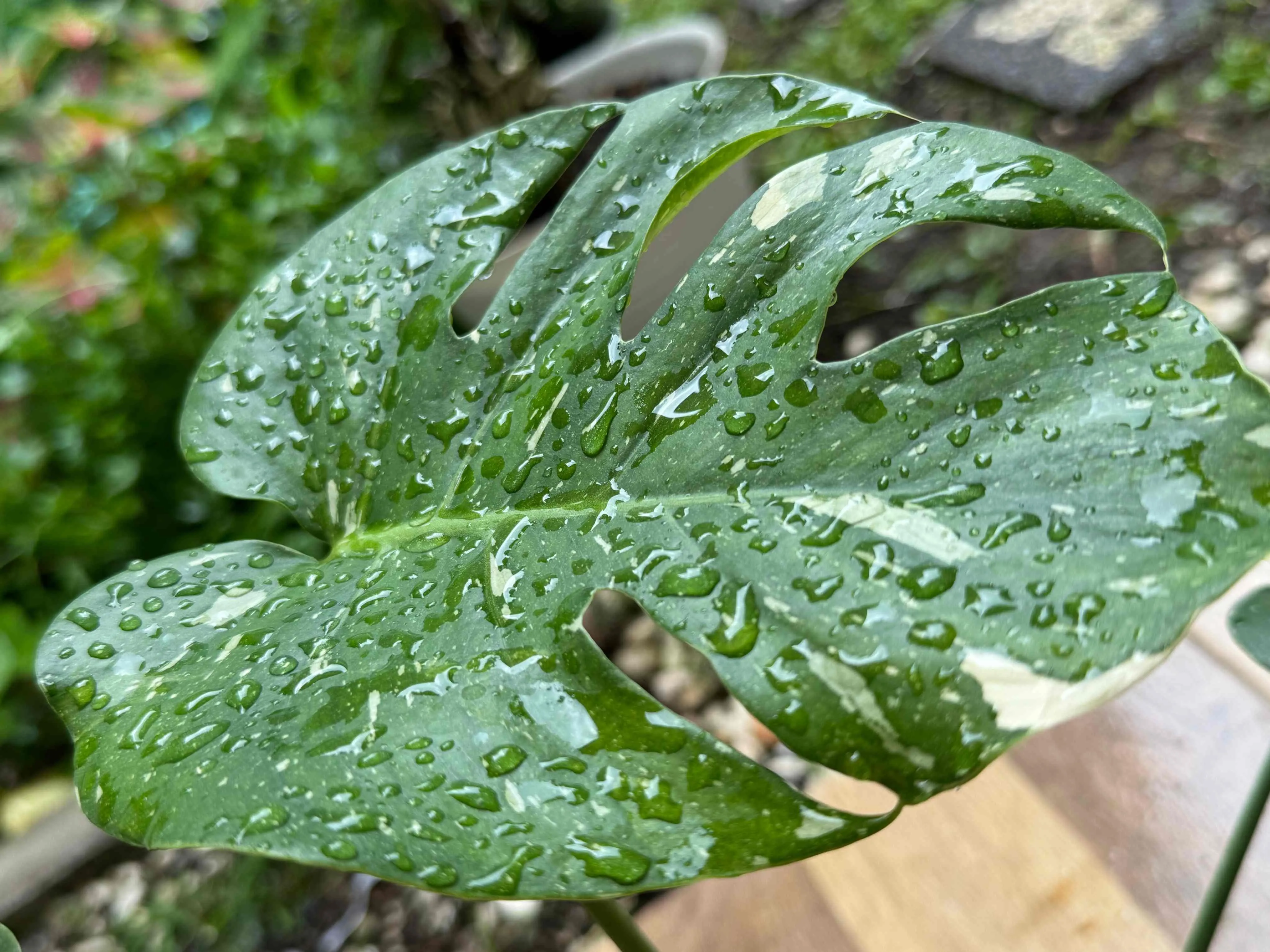 A planta pode ser cultivada em vasos, cachepôs, ou em jardins terrestres