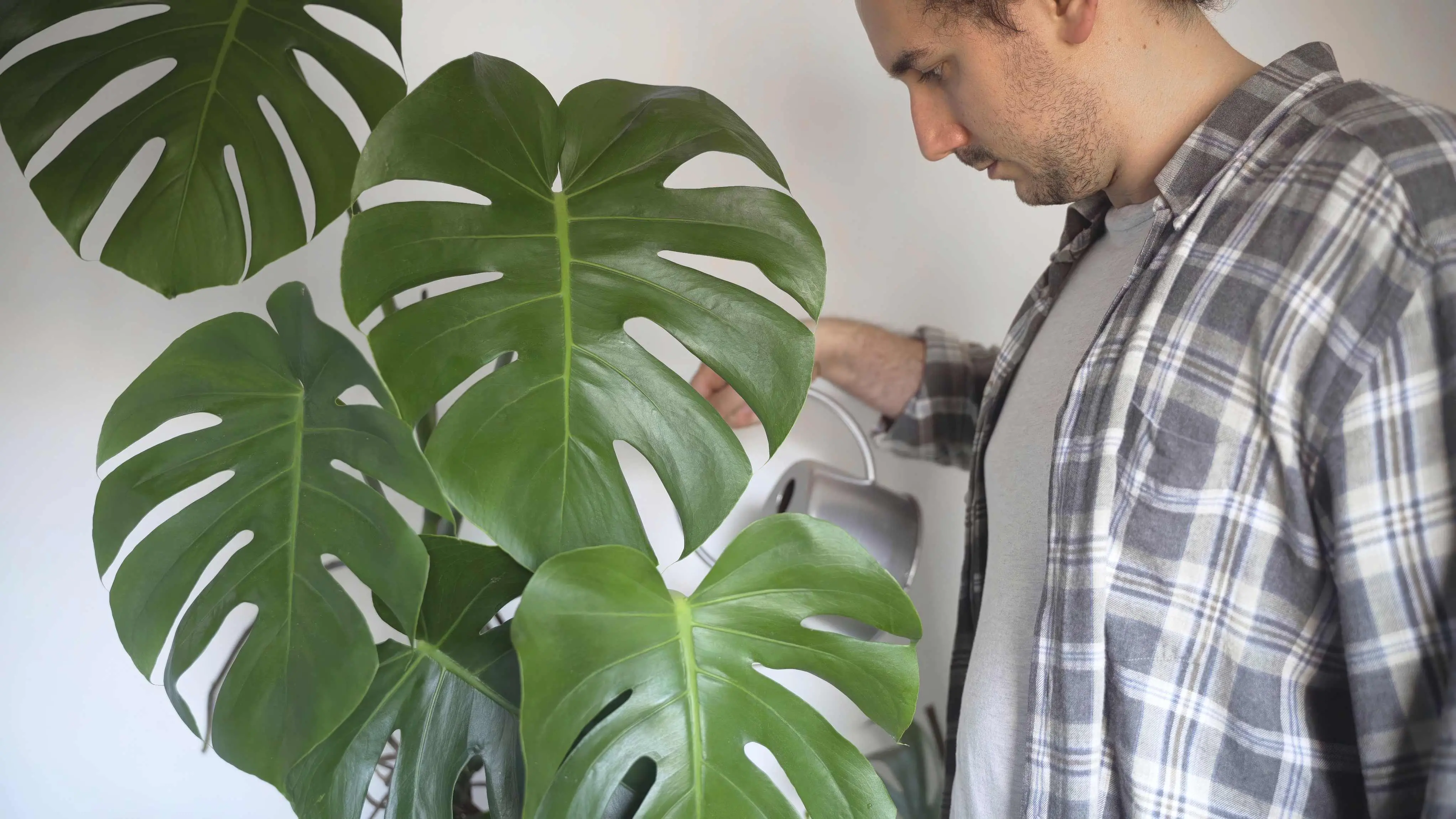 Homem regando planta