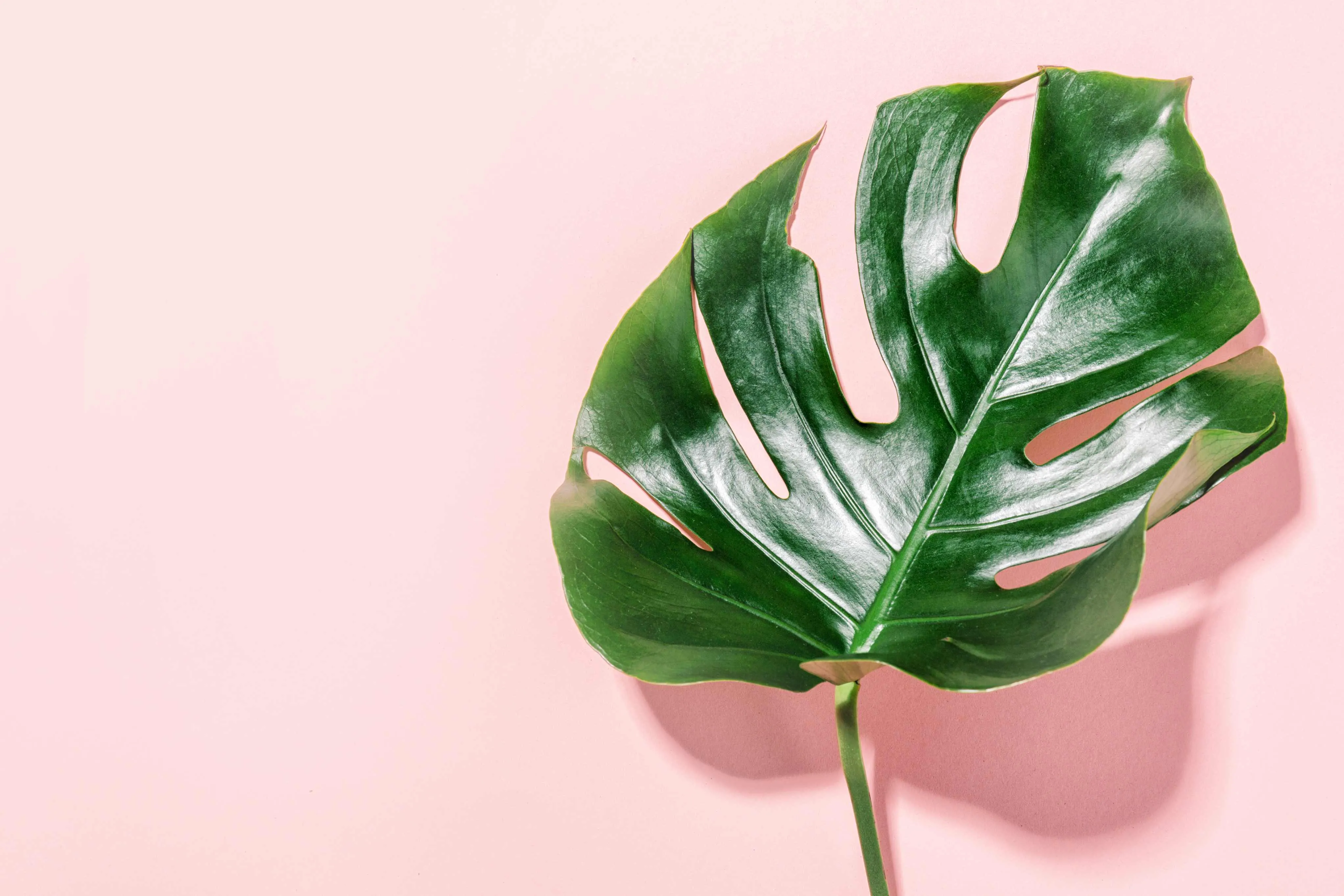 A planta acrescenta uma atmosfera tropical para as composições e paisagens
