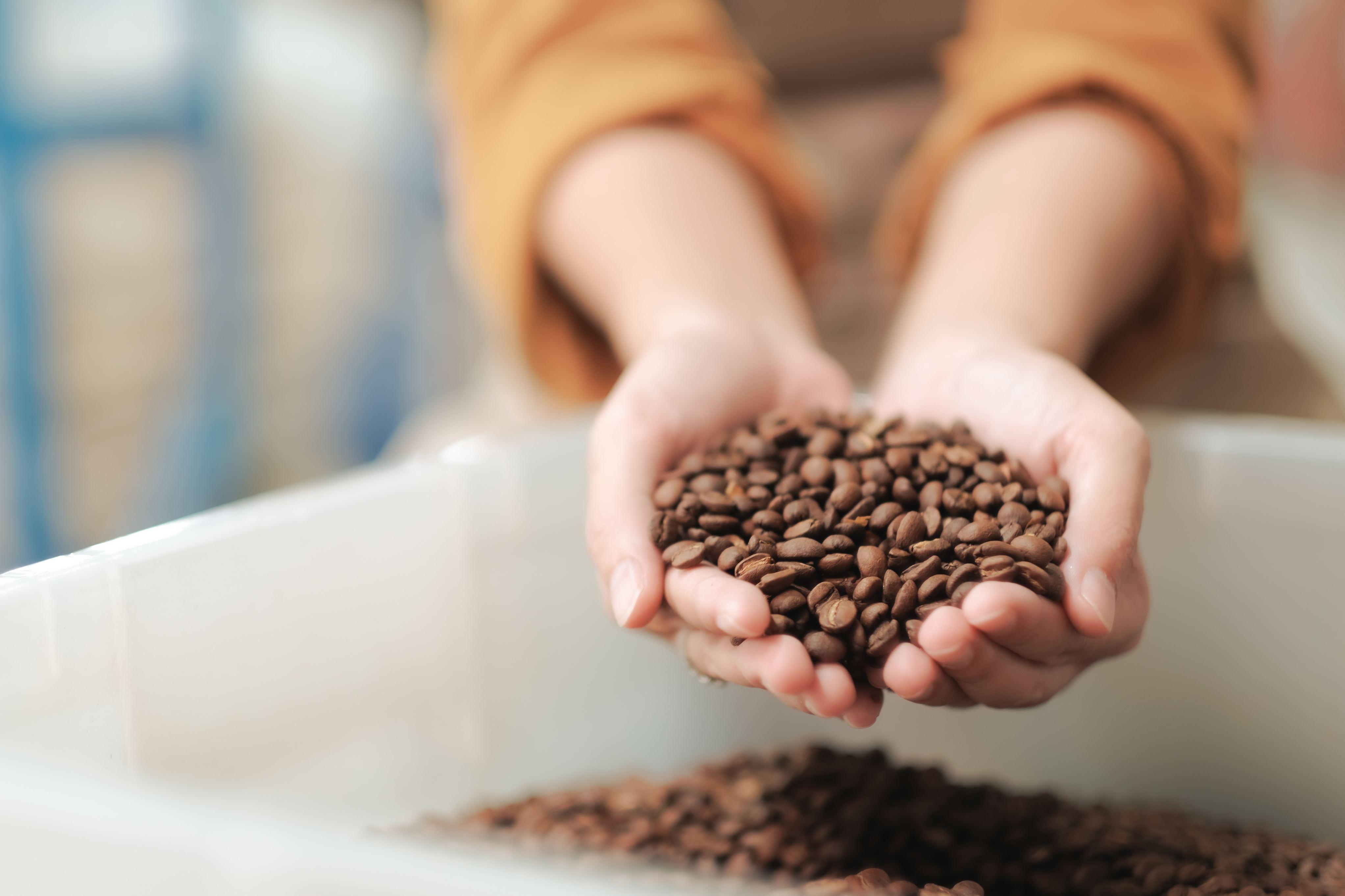 mãos segurando grãos de café