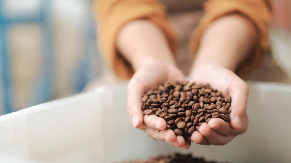 mãos segurando grãos de café