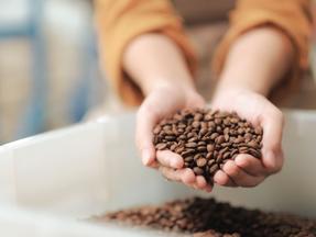 mãos segurando grãos de café
