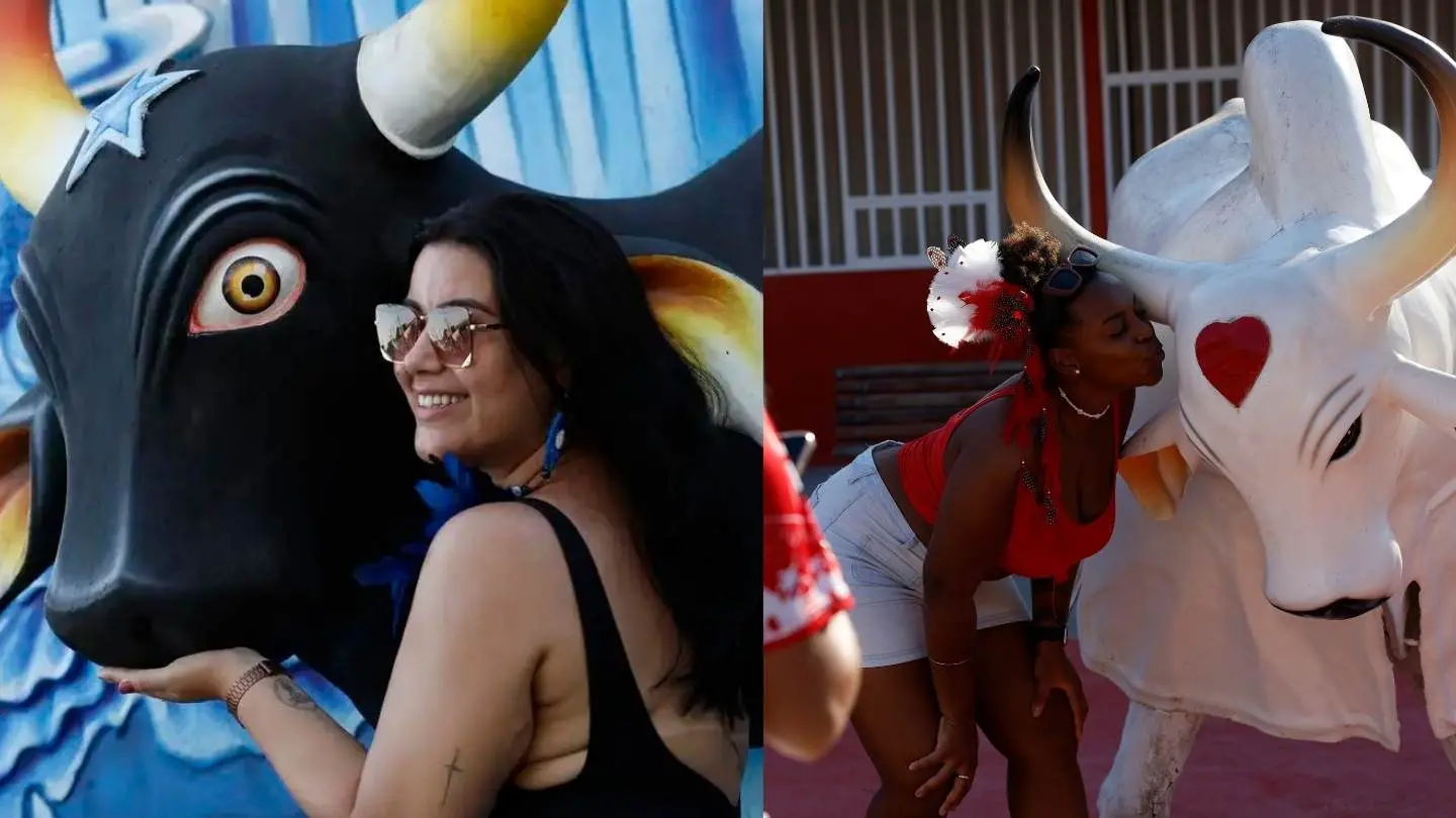 boi garantido e boi caprichoso no festival de parintins