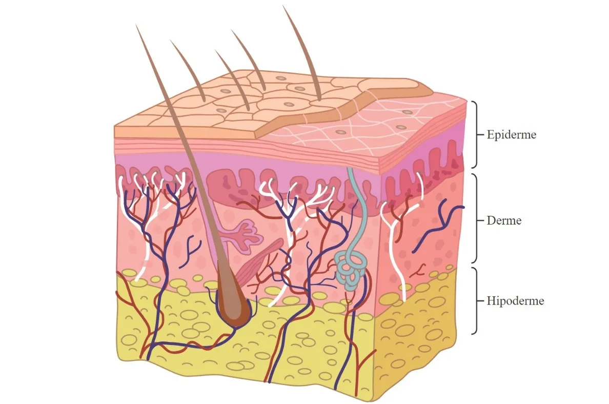 A pele é formada por três camadas: epiderme, derme e hipoderme.