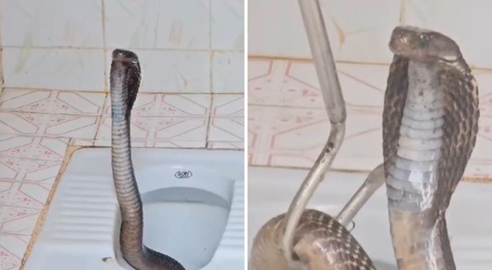 Colagem mostra imagens de cobra venenosa saindo de vaso sanitário na Índia. Mulher encontra cobra, considerada uma das mais venenosas do mundo, ao tentar usar banheiro: veja vídeo
