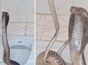 Colagem mostra imagens de cobra venenosa saindo de vaso sanitário na Índia. Mulher encontra cobra, considerada uma das mais venenosas do mundo, ao tentar usar banheiro: veja vídeo