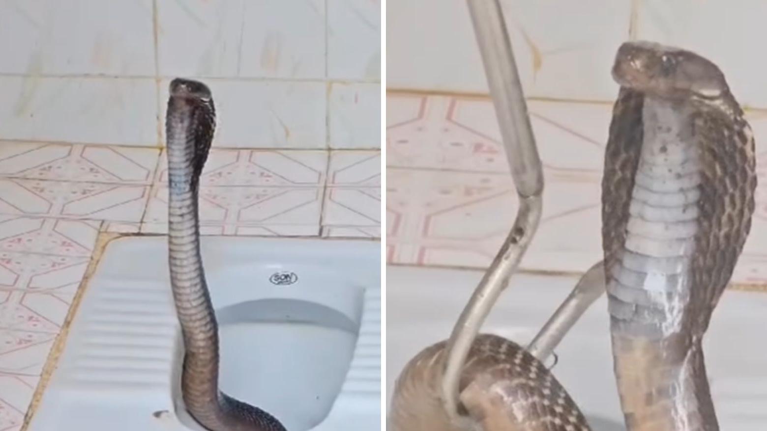 Cobra considerada uma das mais venenosas do mundo é encontrada em banheiro;  veja vídeo - Mundo - Diário do Nordeste