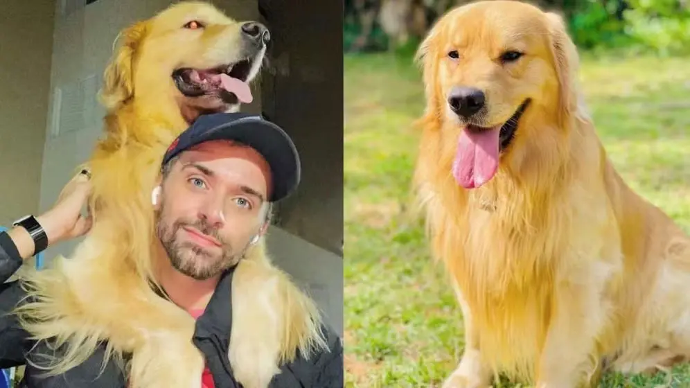 Cãozinho Joca ao lado do tutor