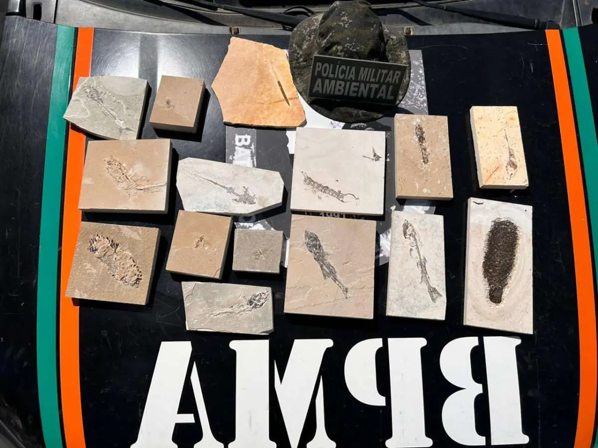 Fósseis encontrados no Cariri