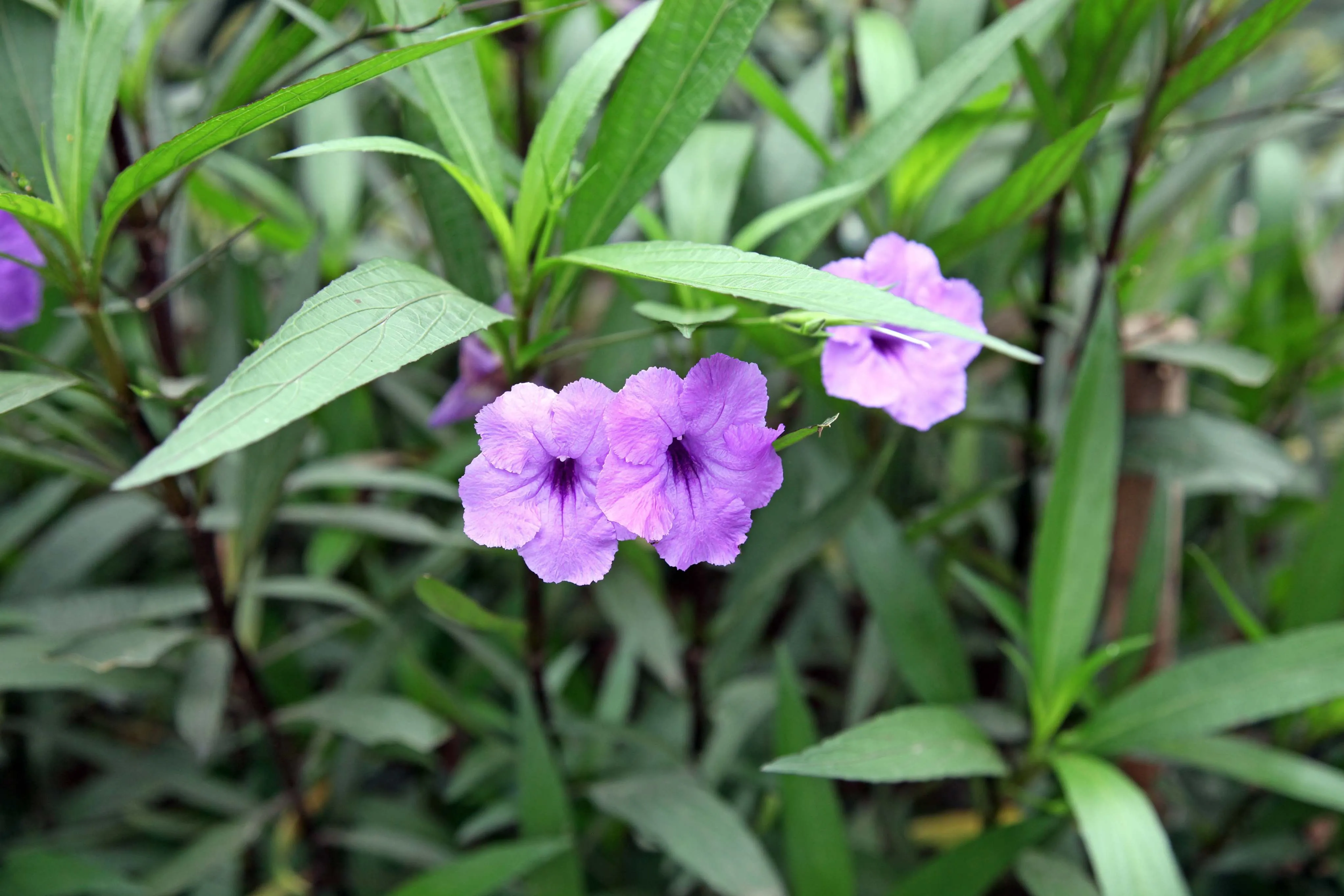 Planta tem pétalas delicadas e macias
