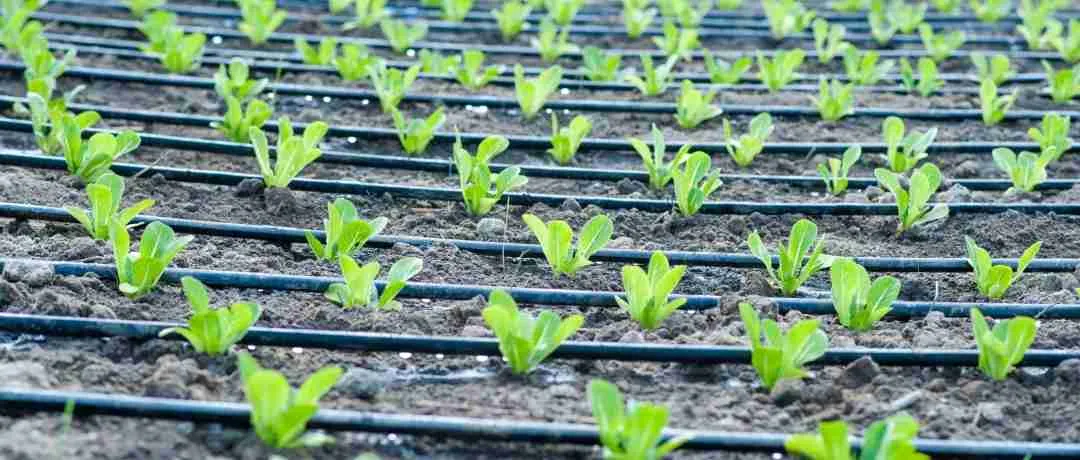 A irrigação por gotejamento é a que permite produzir mais com menos água. É a que a maioria das culturas agrícolas usa hoje.