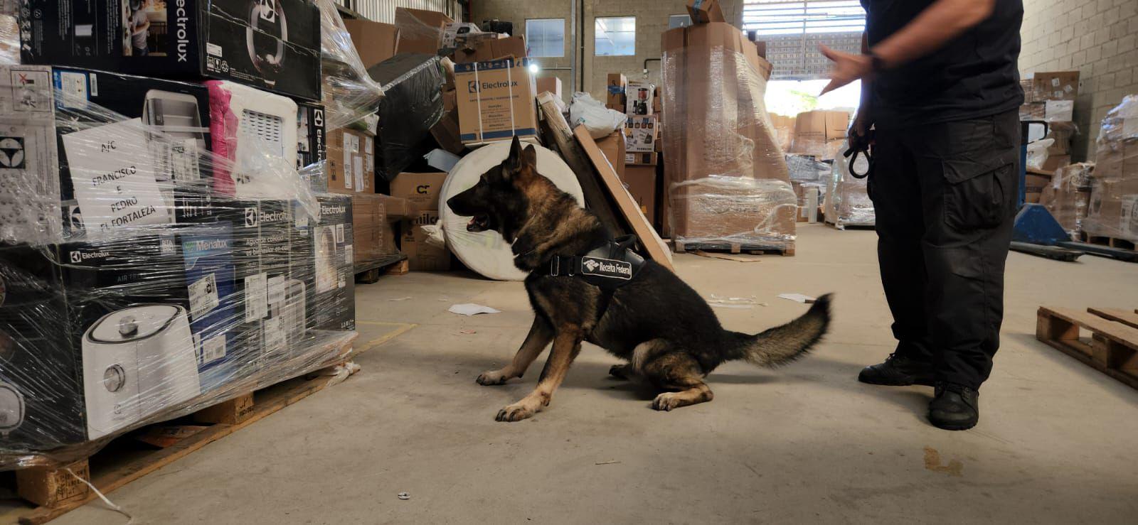 Entorpecentes foram apreendidos com auxílio de agentes caninos