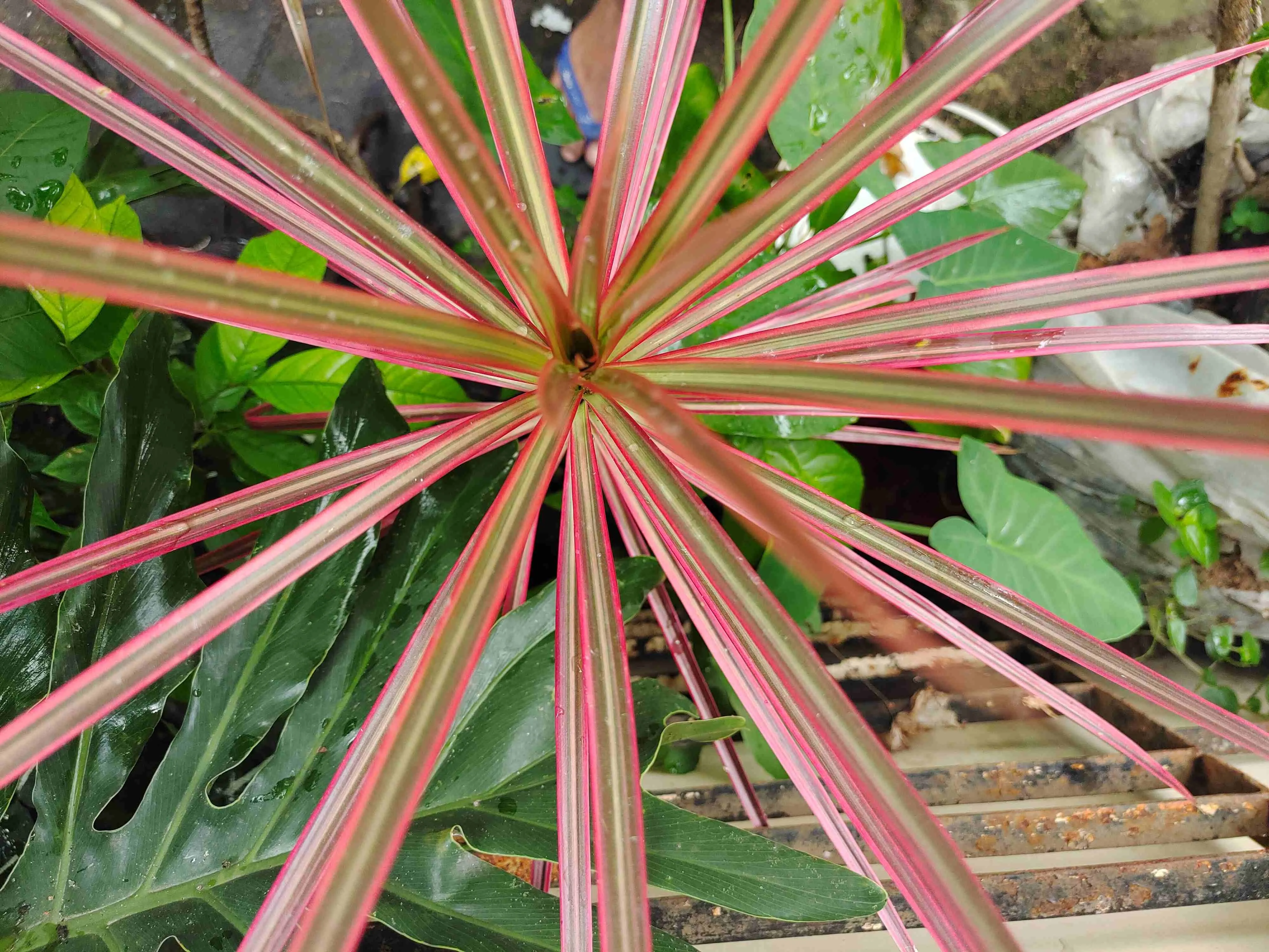 Dracena-tricolor também possui alguns tons de vermelho