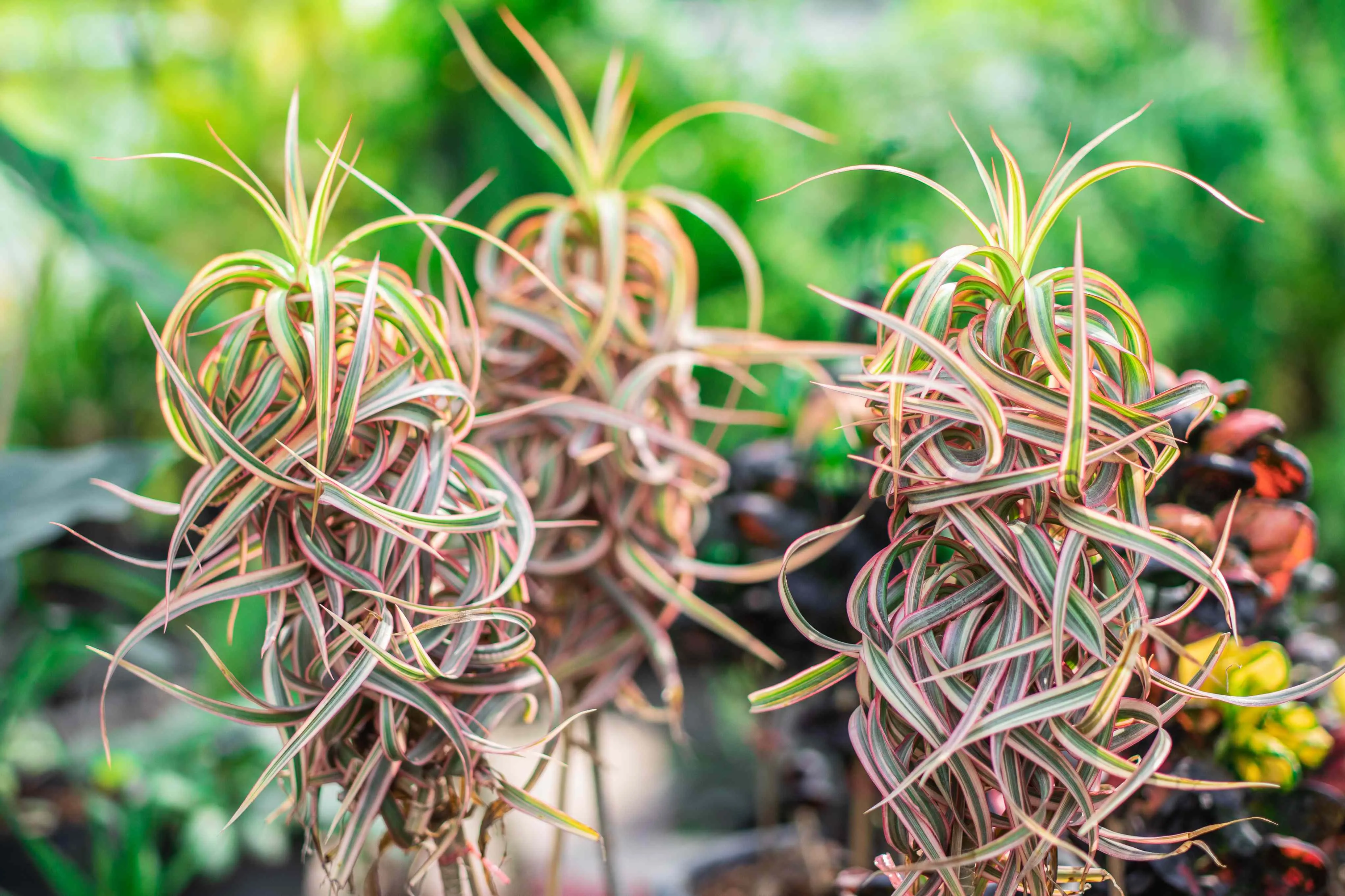A dracena-tricolor é um dos tipos de planta do gênero Dracena