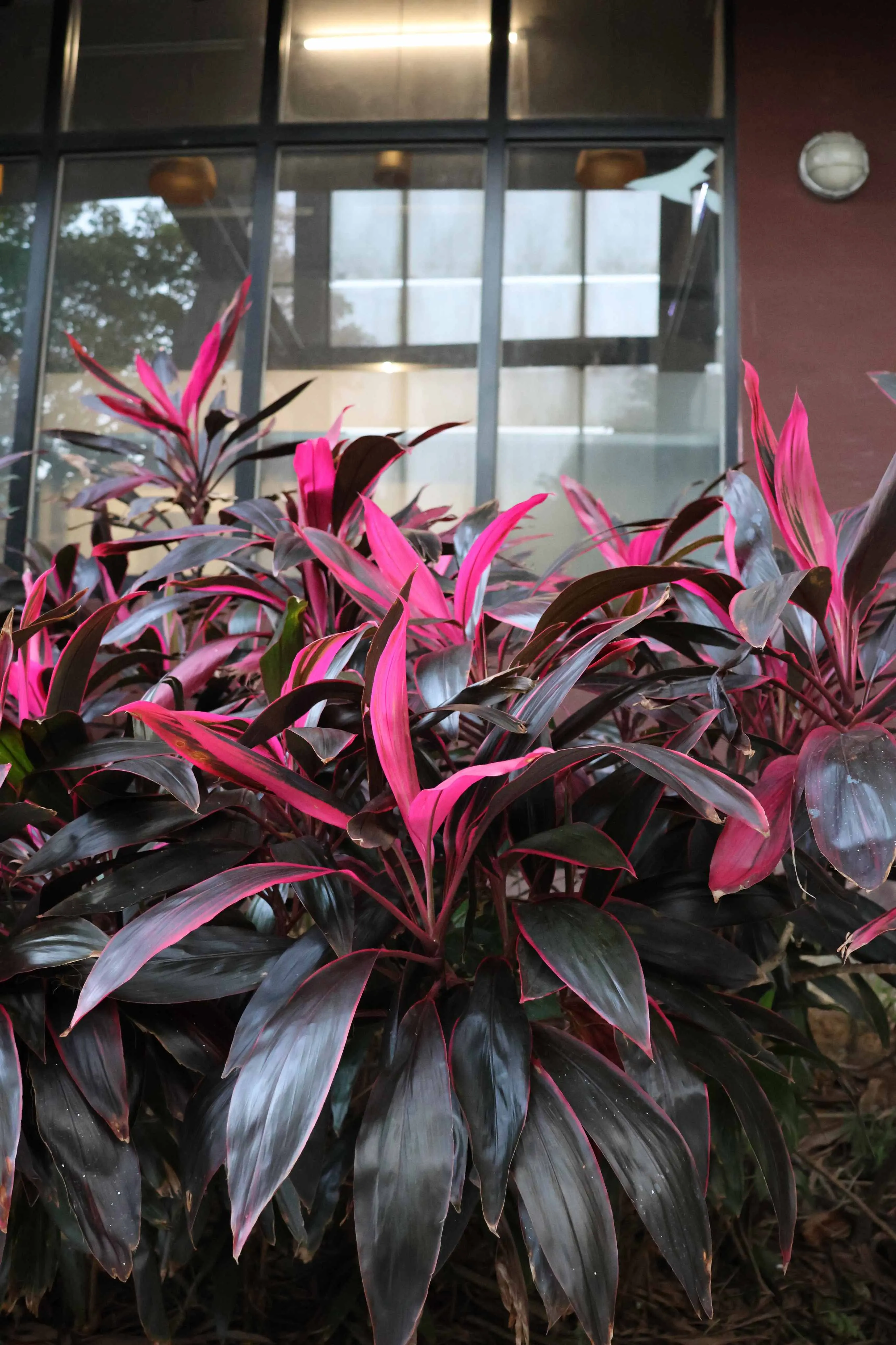 A dracena-vermelha é mais resistente a mudanças no ambiente