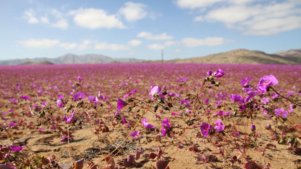 Deserto do Atacama, no Chile, florido. Fenômeno incomum faz deserto do Atacama florescer fora de época após quase dez ano; veja fotos