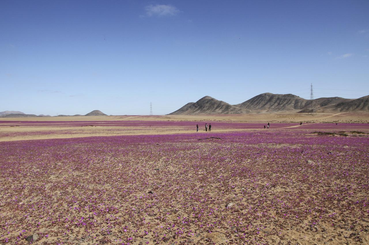 Deserto do Atacama florido. Fenômeno incomum faz deserto do Atacama florescer fora de época após quase dez anos; veja fotos