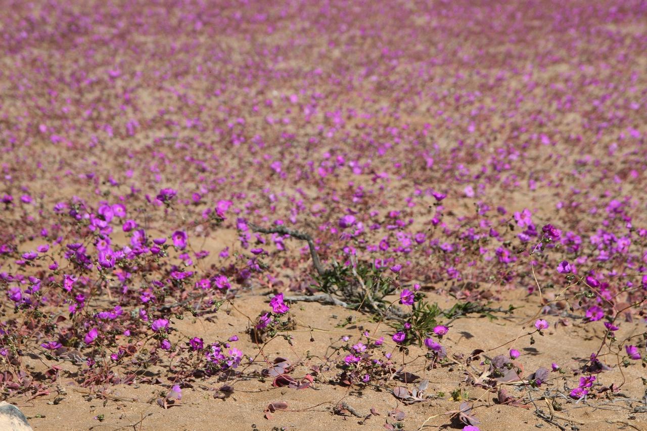Deserto do Atacama florido. Fenômeno incomum faz deserto do Atacama florescer fora de época após quase dez anos; veja fotos